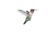 Vogelhemd, Rubinkehl-Kolibri Kunst-Tee,