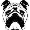 Bulldog français chien anglais 11