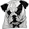 Bulldog Français Chien anglais 4