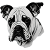 Bulldog Français Chien anglais 1
