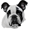 Bulldog français chien anglais 7