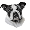 Bulldog français chien anglais 3
