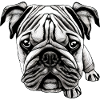 Bulldog Français Chien anglais 10