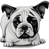Bulldog Français Chien anglais 6