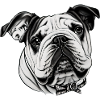 Bulldog français chien anglais 5