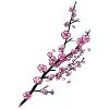 Cherry branch
