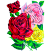 Roses