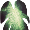 Monstera