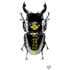 Battle Beetle