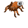 Vogelspinne Nö