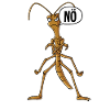 Stabheuschrecke Nö