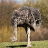 African ostrich (Afrikanischer Strauß)