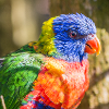 Regenbogenloris (Allfarblori, Trichoglossus)