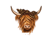 Highland cow