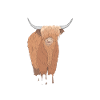 Highland cow