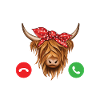 Highland cow
