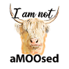 Highland cow