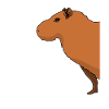 Capybara Capybaras Wasserschwein