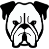 Bulldog français chien anglais 6