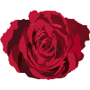 Red Rose