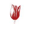 Tulips Tulips