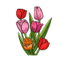 Bouquet de tulipes tulipes