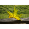 Feuille d’érable solitaire