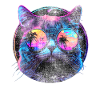 Cat sunglasses cat with glasses