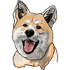 Akita Inu