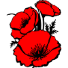 Mohn Blume