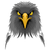 White-headed eagle