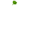 Spinach