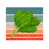 Spinach