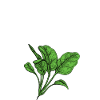 Spinach