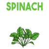 Spinach