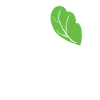 Spinach