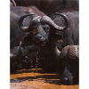 BUFFALO STRENGTH