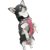 Wuff Wuff