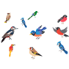 Birdwatching Ornithologist Birdwatcher Bird