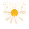 Marguerites Papillons Fleurs Femmes