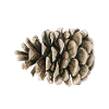 Schnarchzapfen