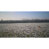 Fox in the meadow