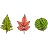 Feuilles - Fougères / Rose / Aulne