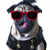 punk pug