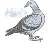 Pigeon Pigeons Pigeon Fancier
