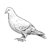Nature Pigeon Tent