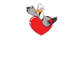 Seagull