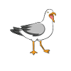 Seagull