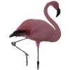 Flamingo rosa pink Geschenkidee