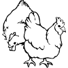 Chickens